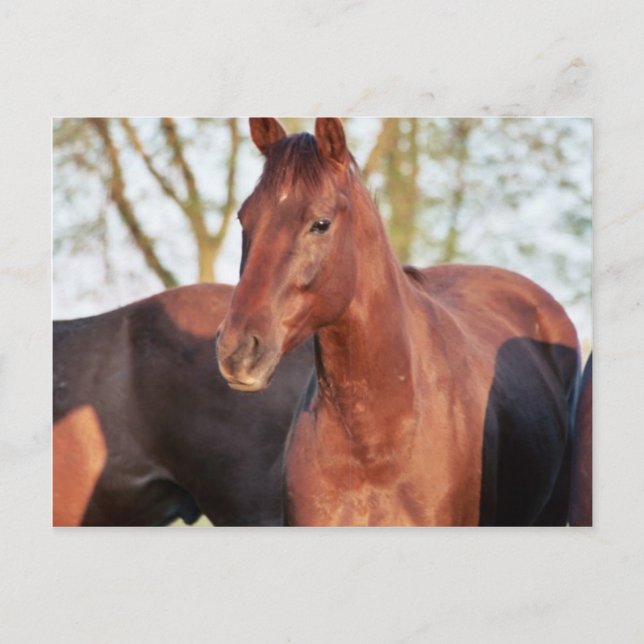 ANB Gotalil Gumption Postkarte (Vorderseite)