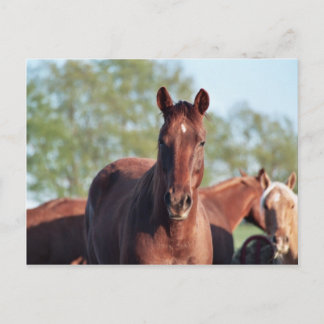 ANB Gotalil Gumption Postkarte
