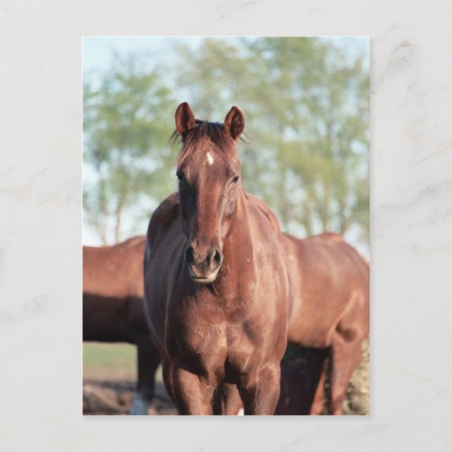 ANB Gottalil Gumption Postkarte (Vorderseite)