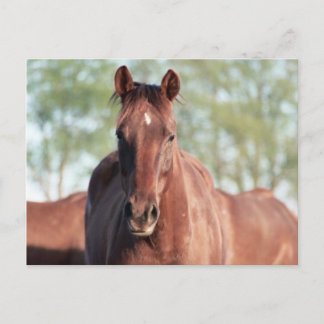 ANB Gottalil Gumption Postkarte