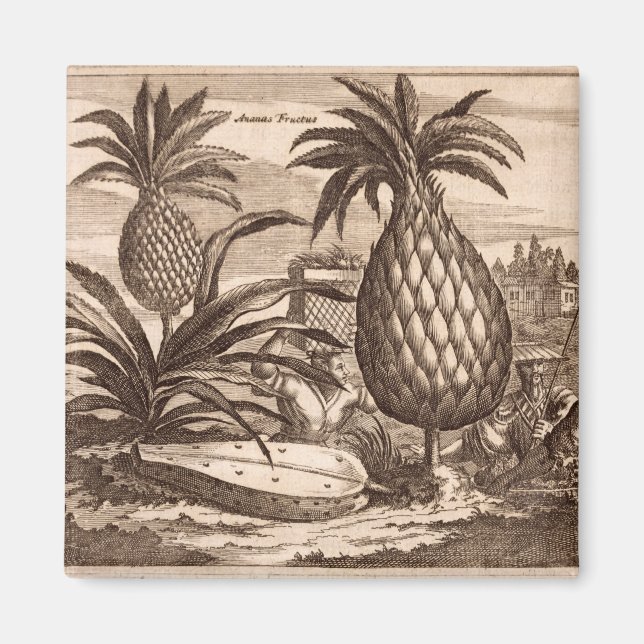 Anbau großer Ananas, Abbildung von einer desc Magnet (Vorne)