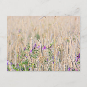 Anbau von Körner-Postkarte Postkarte