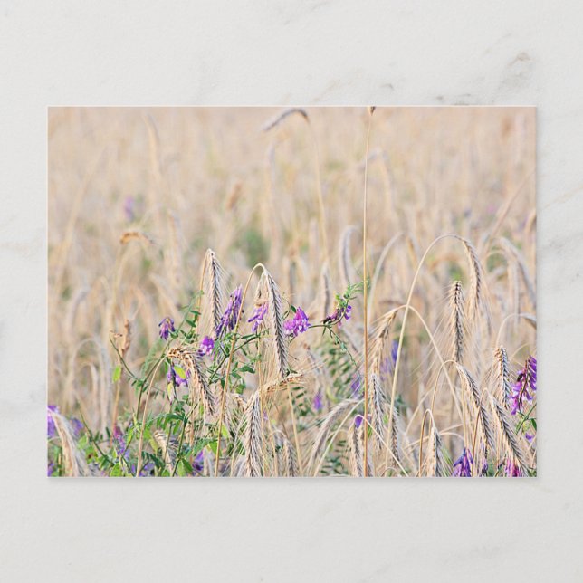 Anbau von Körner-Postkarte Postkarte (Vorderseite)