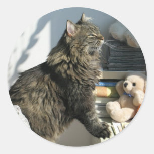 Anbetenkatzen-Aufkleber Sun Runder Aufkleber
