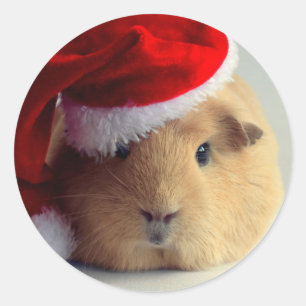 Anbetungswürdiges Meerschweinchen in Santa-Hut-Run Runder Aufkleber
