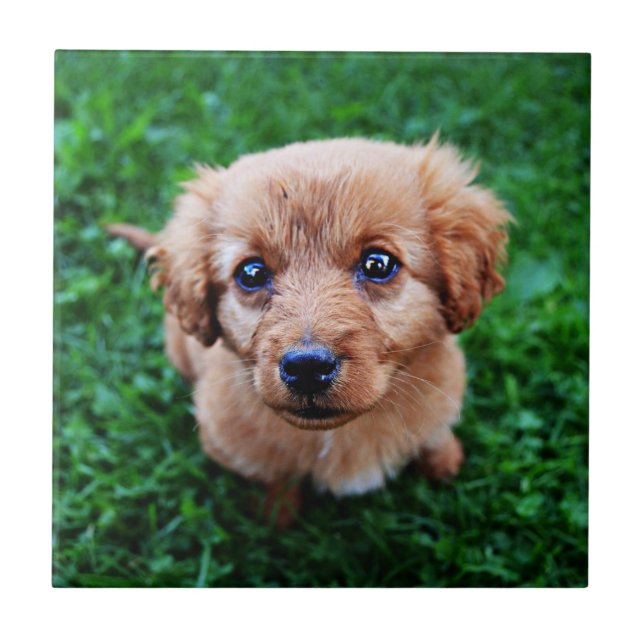 Anbetungswürdiges Welpenfoto Fliese (Vorderseite)