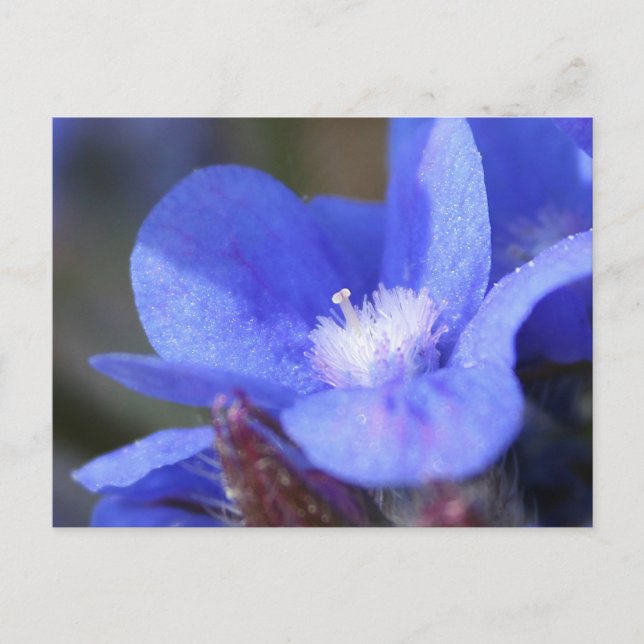 Anchusa Azurea "Dropmore" - Postkarte (Vorderseite)