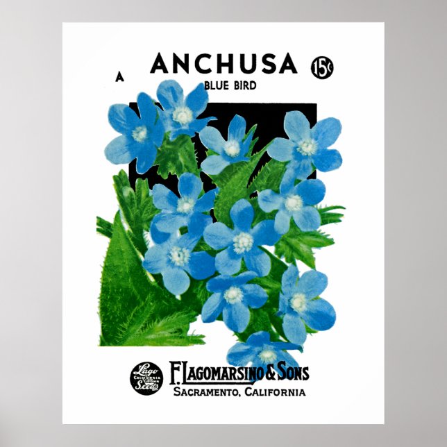 Anchusa Poster (Vorne)