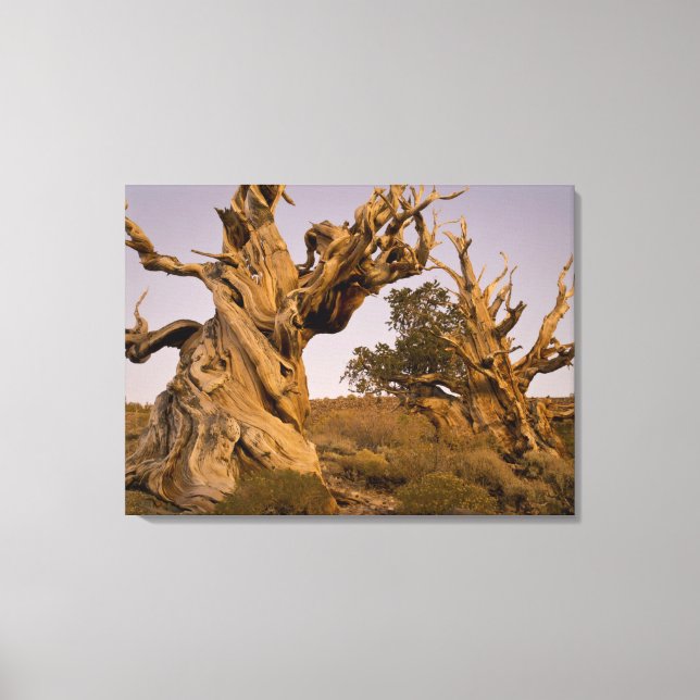 Ancient Bristlecone Forest, White Mountains, CA Leinwanddruck (Vorderseite)