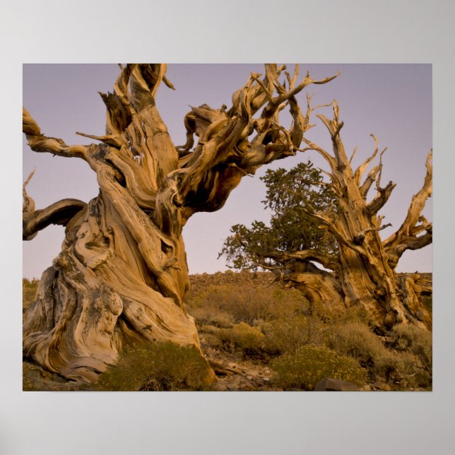 Ancient Bristlecone Forest, White Mountains, CA Poster (Vorne)