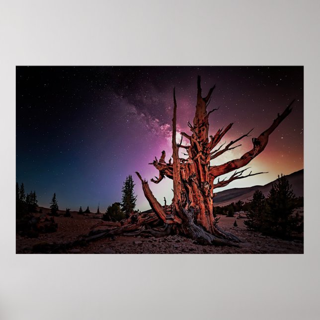 Ancient Bristlecone Pine and Milky Way Poster (Vorne)