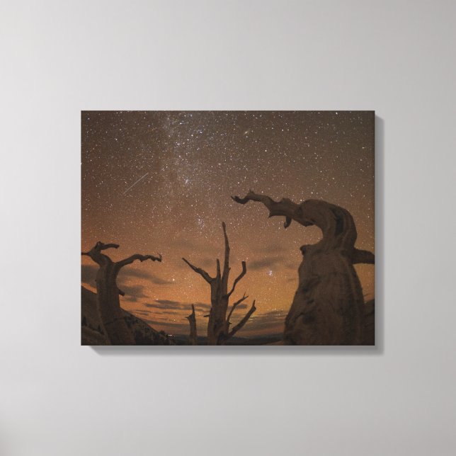 Ancient Bristlecone Pine Forest | Kalifornien Leinwanddruck (Vorderseite)