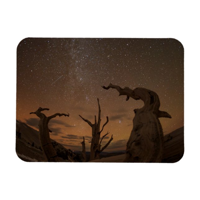 Ancient Bristlecone Pine Forest | Kalifornien Magnet (Horizontal)