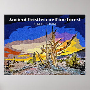 Ancient Bristlecone Pine Forest, Kalifornien Poster