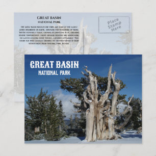 Ancient Bristlecone Pine, Winter, Great Becken NP Postkarte