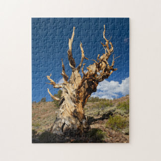 Ancient Bristlecone Puzzle