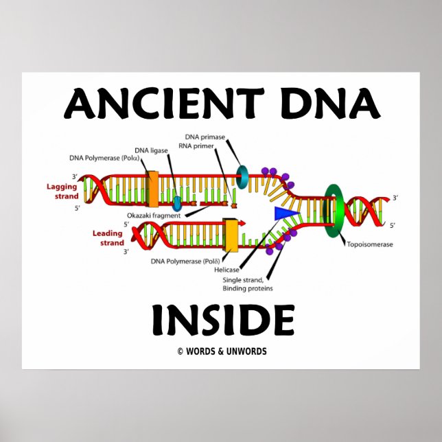 Ancient DNA Inside DNA Replication Spaß Poster (Vorne)