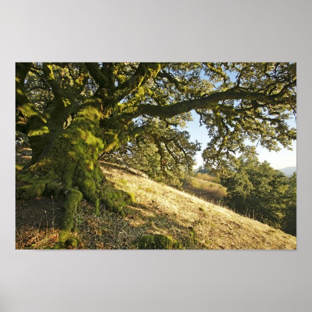 Ancient Oak Tree Poster (Vorne)