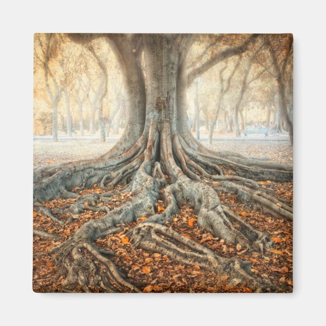 Ancient Tree Roots Magnet (Vorne)