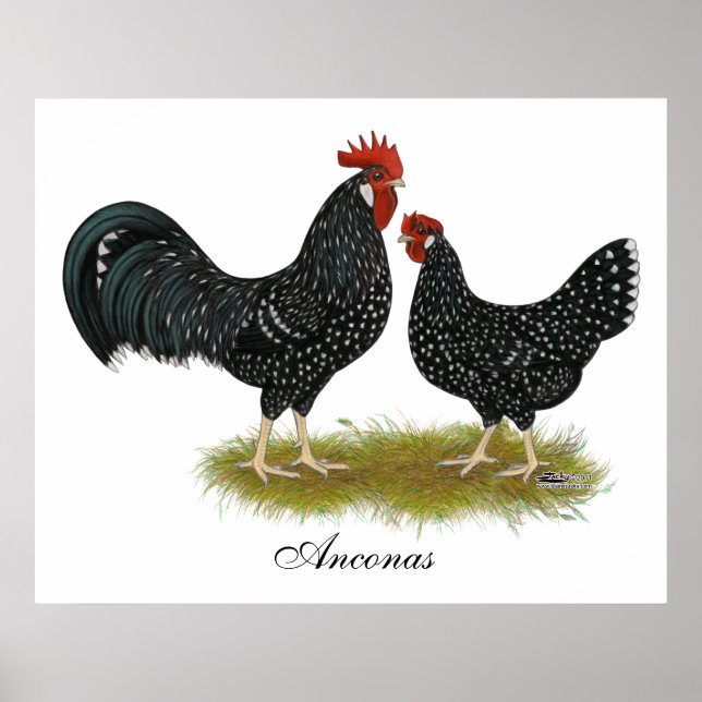 Ancona Chickens Poster (Vorne)