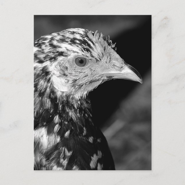 Ancona Hen Postkarte (Vorderseite)