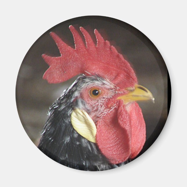 Ancona Roo Magnet (Vorne)