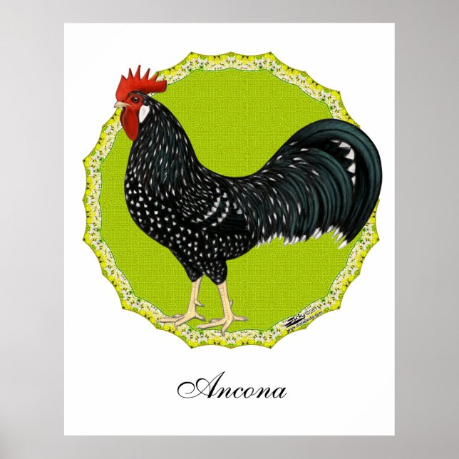 Ancona Rooster Poster (Vorne)