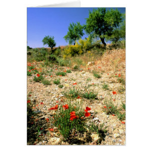 Andalucian landcape mit Mohnblumen