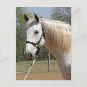 ANDALUSIAN HORSE HEAD MORISCO POSTKARTE