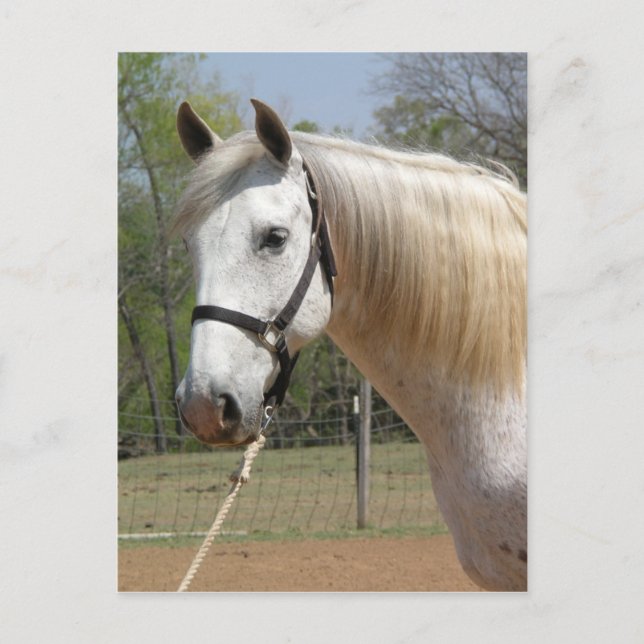 ANDALUSIAN HORSE HEAD MORISCO POSTKARTE (Vorderseite)