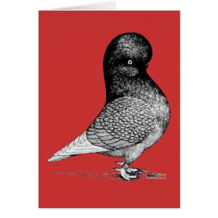 Andalusian Tumbler Pigeon