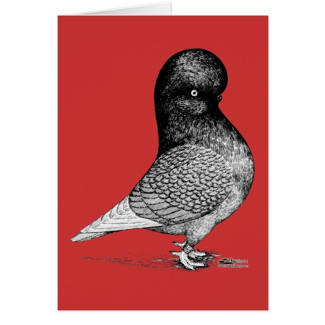 Andalusian Tumbler Pigeon (Vorne)