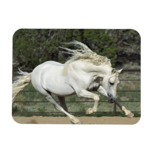 Andalusischer Hengst laufend, PR Magnet