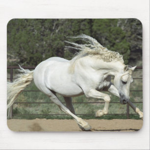 Andalusischer Hengst laufend, PR Mousepad