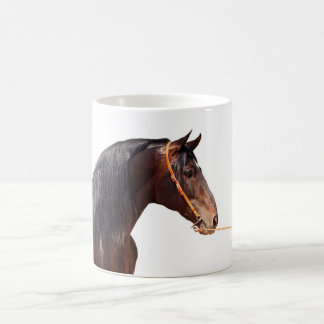 andalusischer Stallion am Weiß Tasse