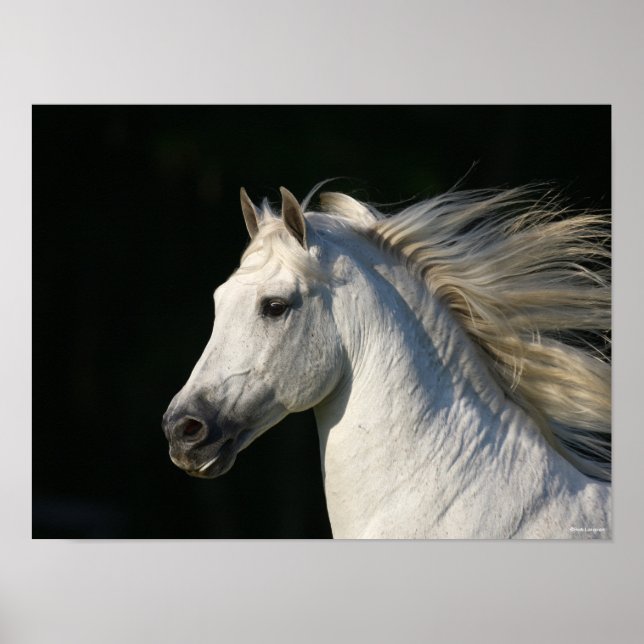Andalusischer Stallion Headshot Mane Flows Poster (Vorne)