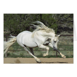 Andalusischer Stallion, Lauf, PR