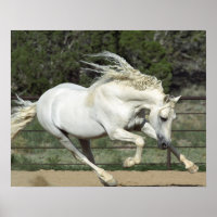 Andalusischer Stallion, Lauf, PR