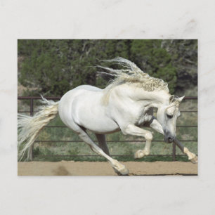 Andalusischer Stallion, Lauf, PR Postkarte