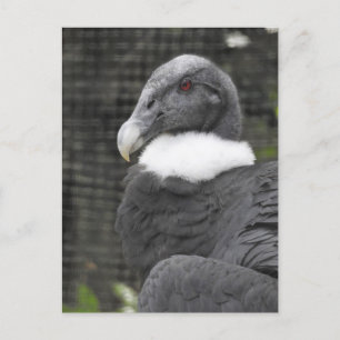 Andean Condor Postkarte