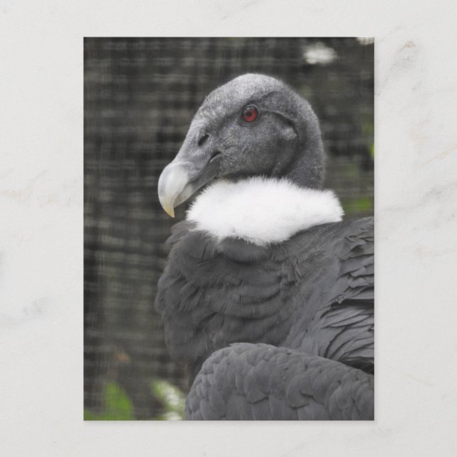 Andean Condor Postkarte (Vorderseite)