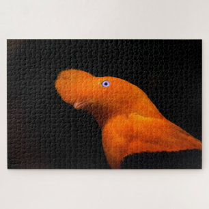 Andenklippenvogel Puzzle