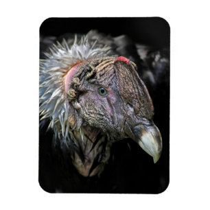 Andenkondor-Mann Magnet