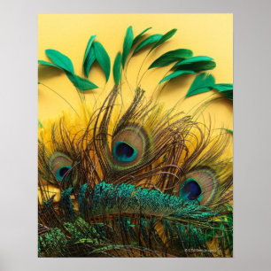Andere Peacock Feathers Poster
