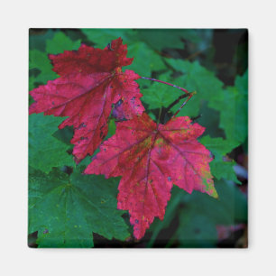 Andeutung des Herbstes Magnet