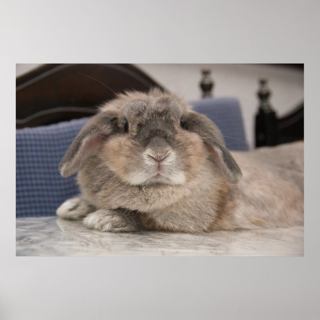 Andora the bunny: Chillaxing Poster (Vorne)