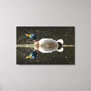 (Anekdoten platyrhyncus), nachher rüttelnd weg vo Leinwanddruck