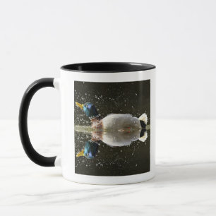 (Anekdoten platyrhyncus), nachher rüttelnd weg vo Tasse