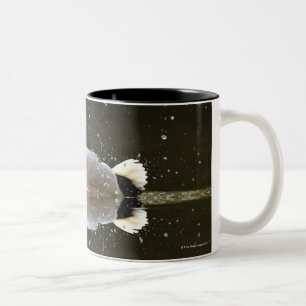 (Anekdoten platyrhyncus), nachher rüttelnd weg vo Zweifarbige Tasse
