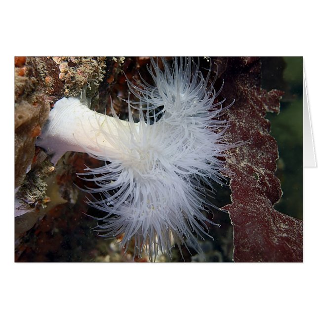 Anemon (Metridium farcimen) (Vorderseite (Horizontal))